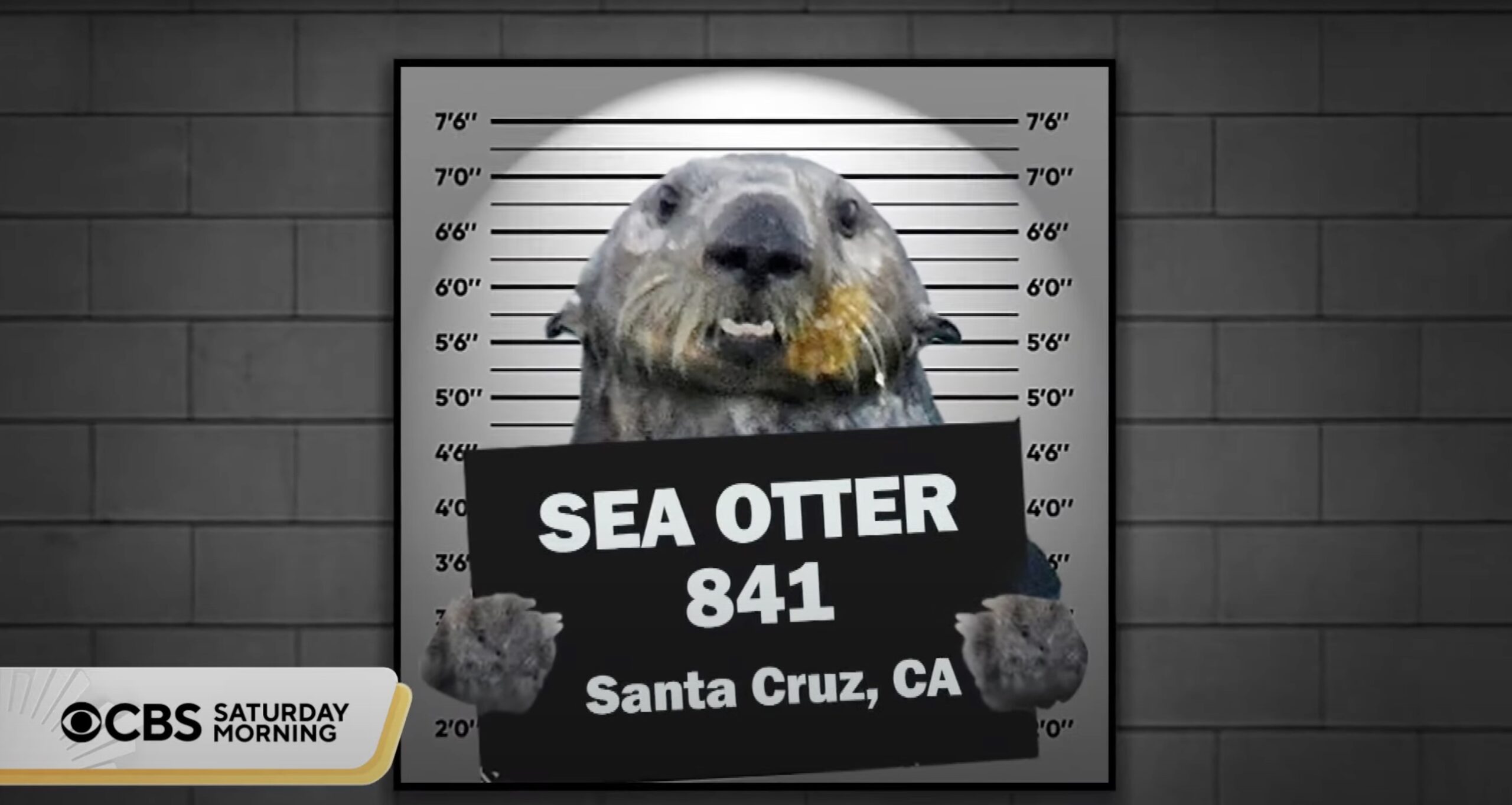 Otter 841 Returns! - Event Santa Cruz